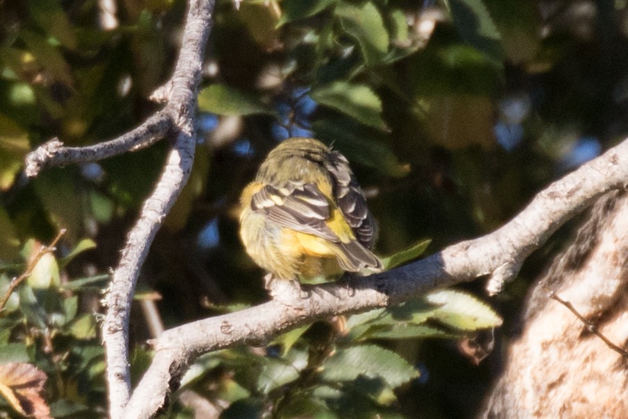 Western Tanager - Robert Lewis