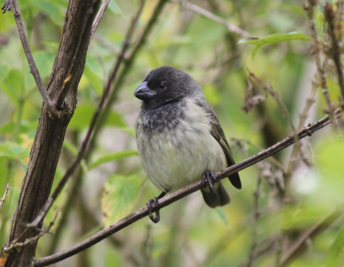 Large Tree-Finch - John Drummond
