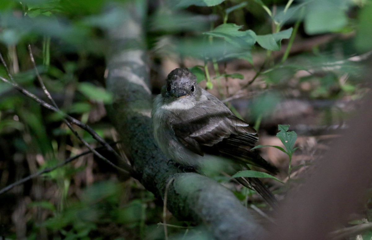 Eastern Wood-Pewee - Jay McGowan