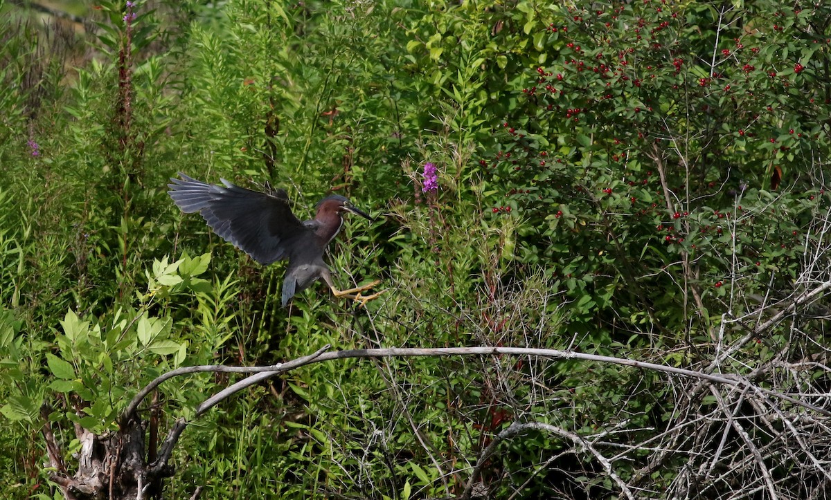 Green Heron - ML74499831