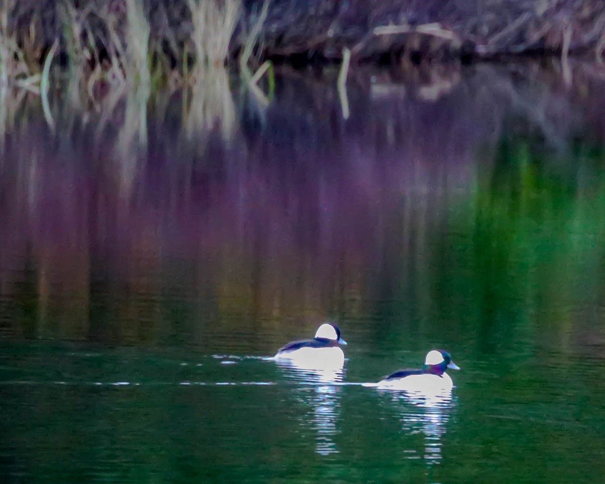 Bufflehead - ML74501871