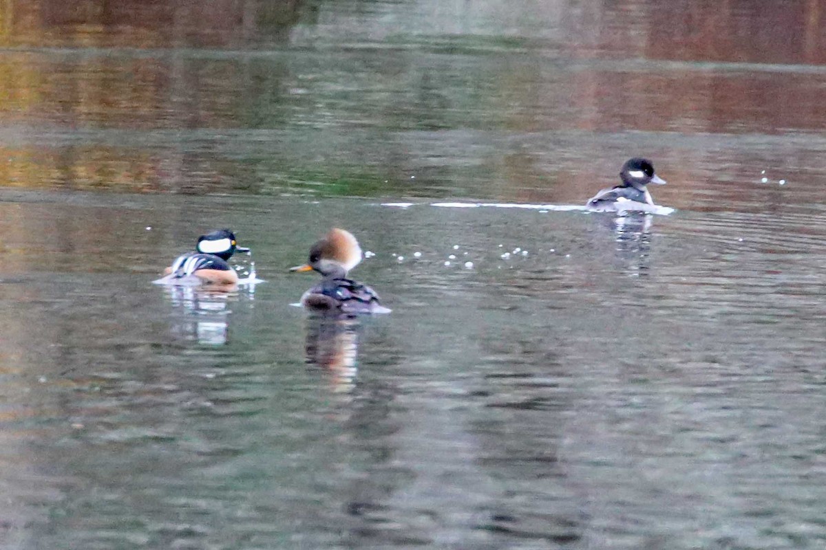 Hooded Merganser - ML74501921