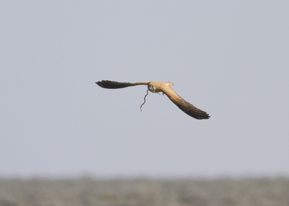 Nankeen Kestrel - Stephen Murray