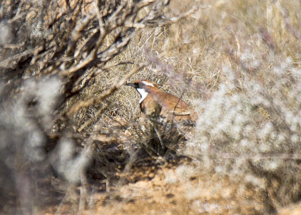 Nullarbor Quail-thrush - ML74503491