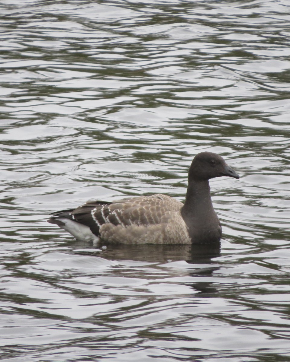 berneška tmavá (ssp. hrota) - ML74504631