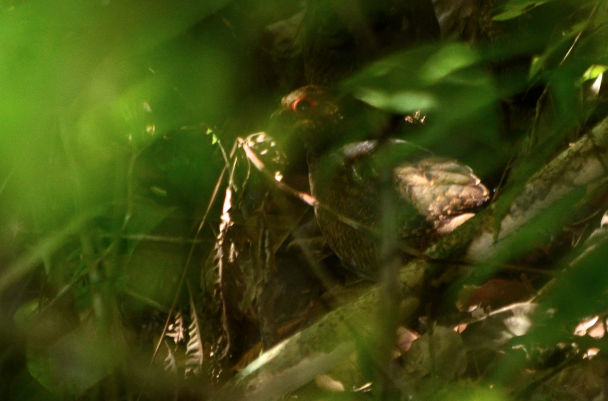 Marbled Wood-Quail - ML74505091