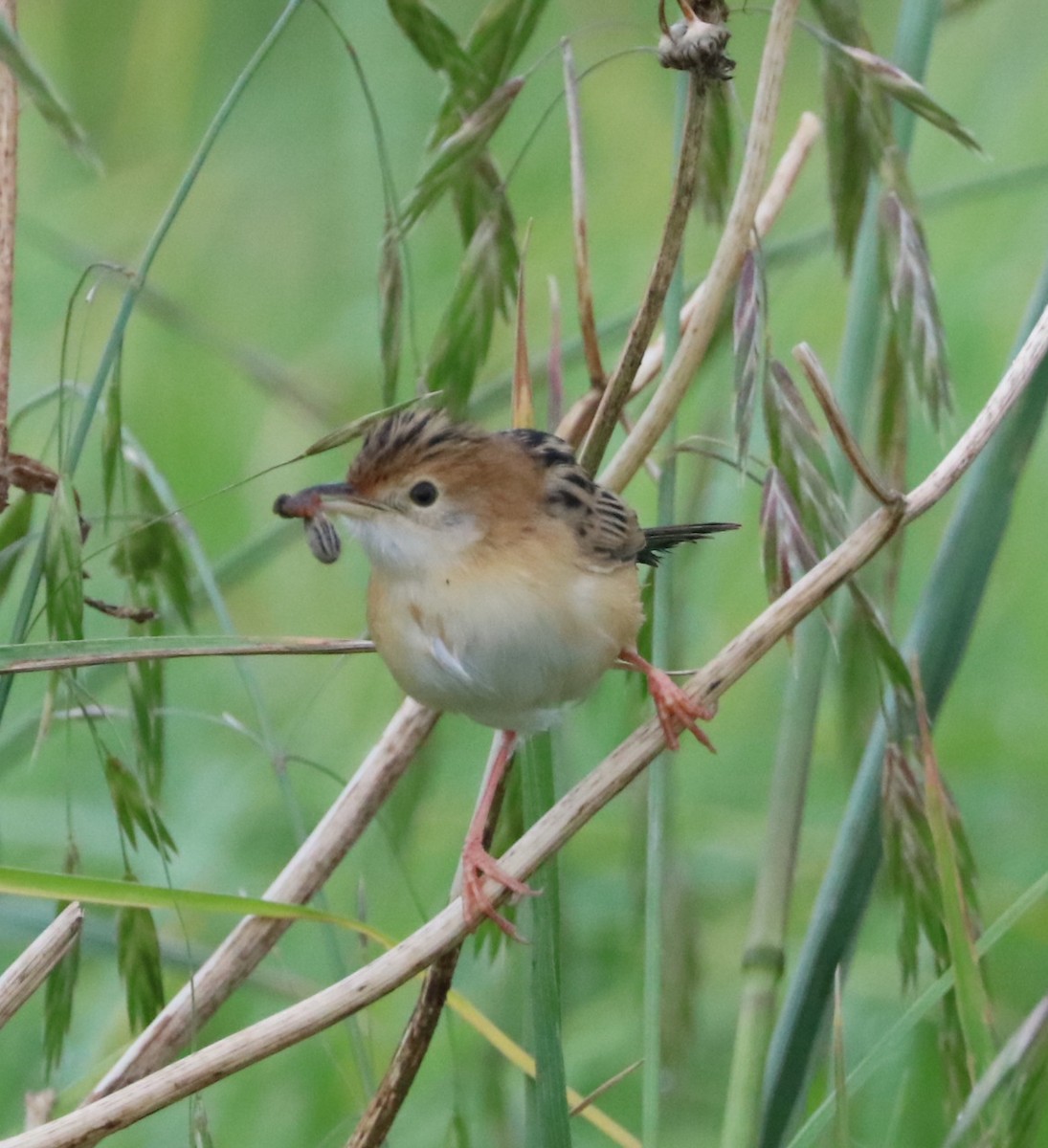 Golden-headed Cisticola - Cheryl McIntyre