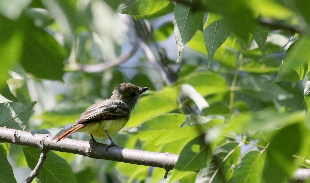 Great Crested Flycatcher - ML74509701