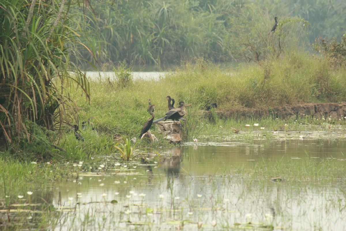 anhinga indomalajská - ML74510581