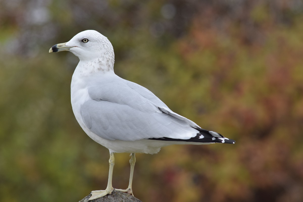 Ring-billed Gull - Lauren  Vaughn