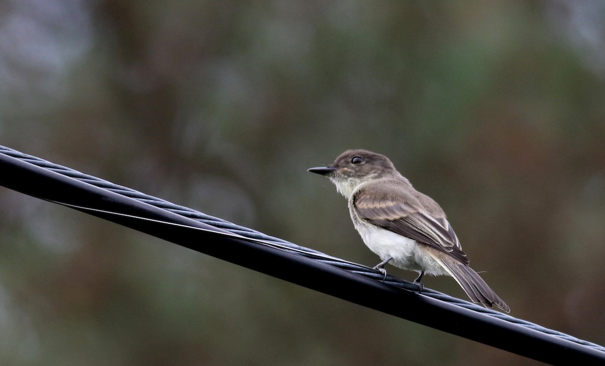 Eastern Phoebe - ML74512391