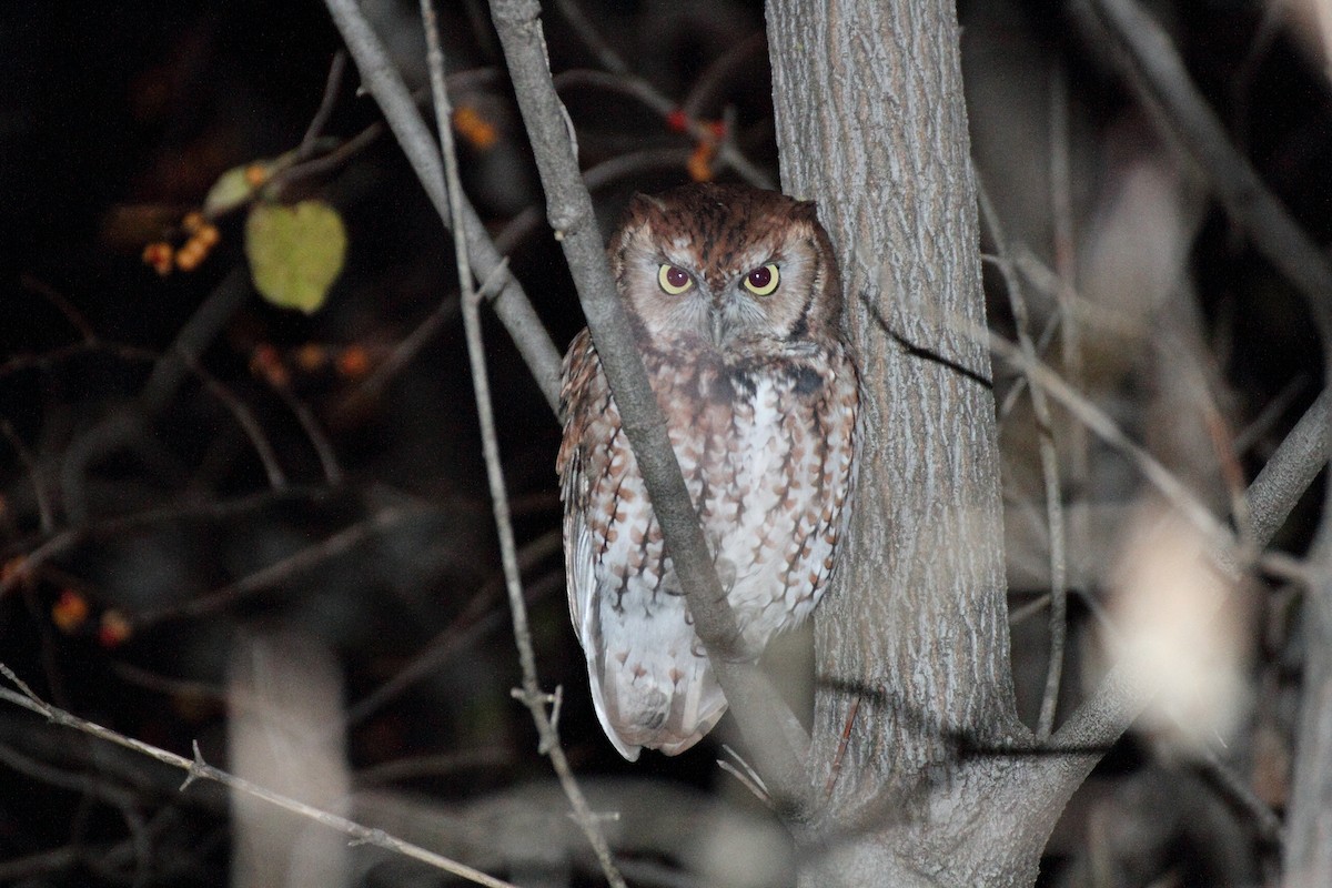 Eastern Screech-Owl - James P. Smith