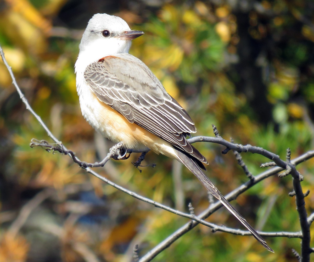 Scissor-tailed Flycatcher - ML74515951