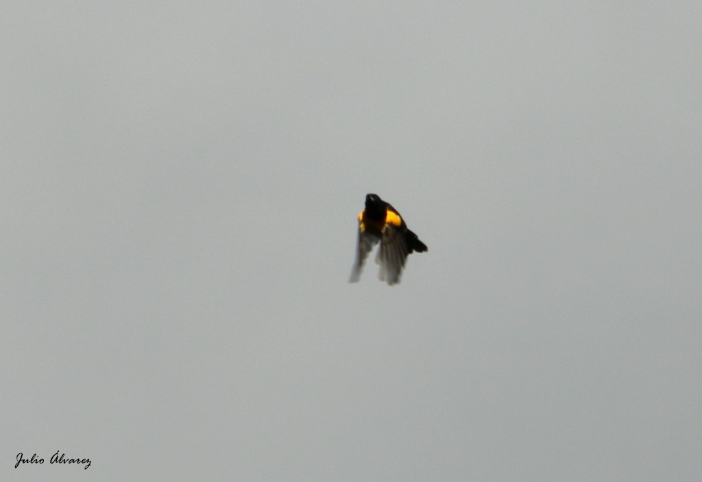 Black-vented Oriole - ML74516631