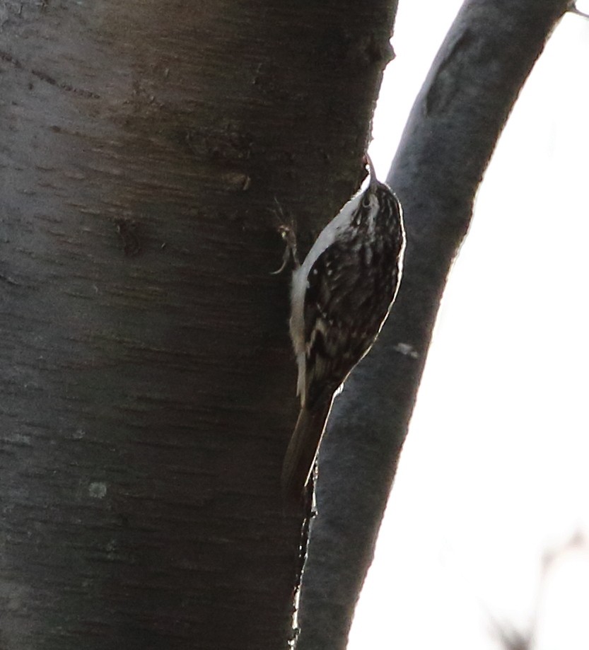 Brown Creeper - David Bird