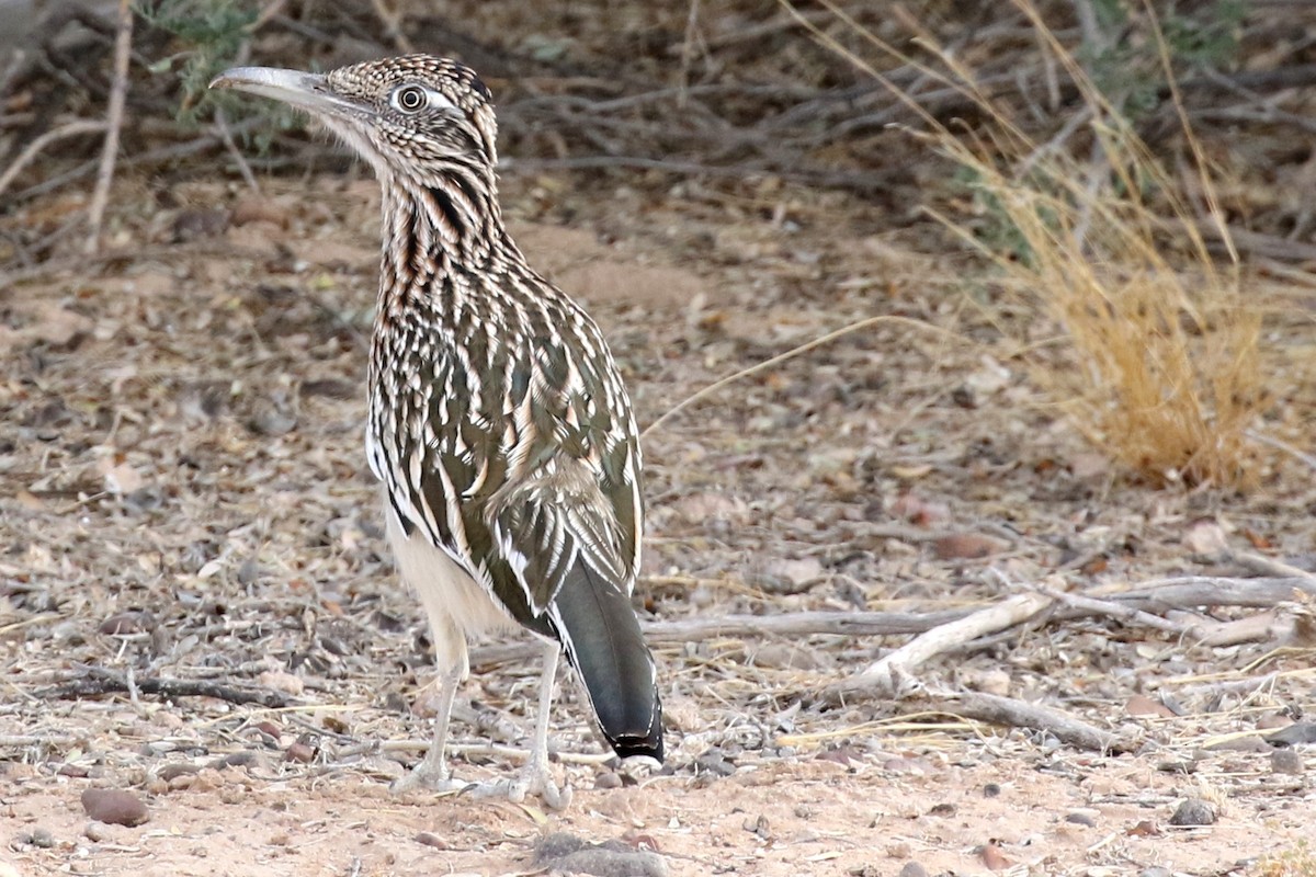 Greater Roadrunner - ML74518631