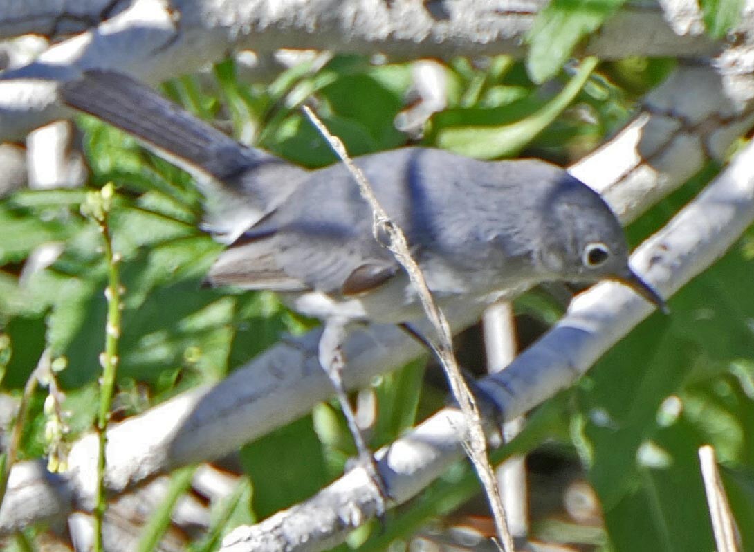 Blue-gray Gnatcatcher - lynda fenneman