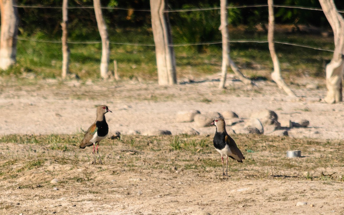 Southern Lapwing - ML74520731