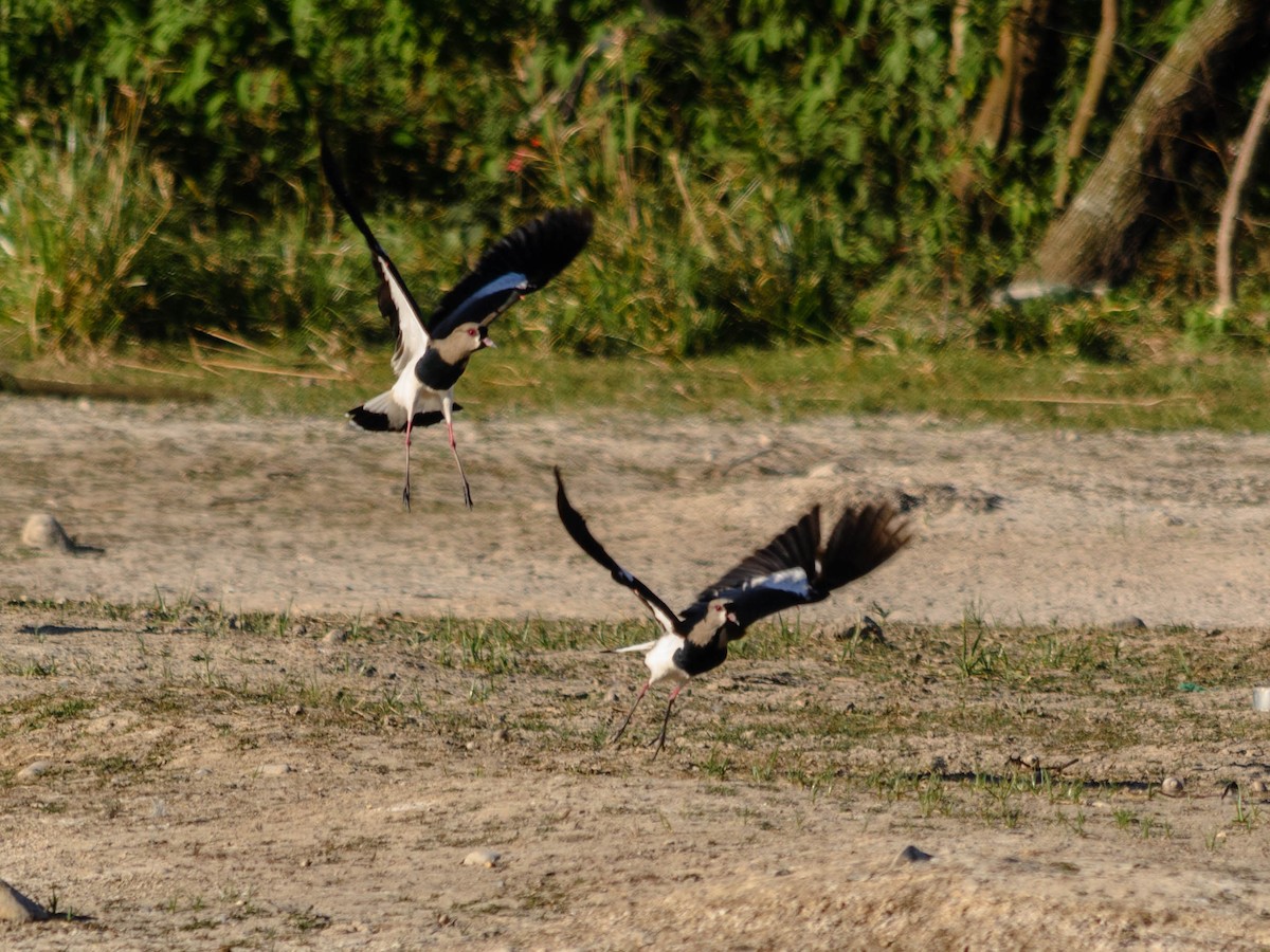 Southern Lapwing - ML74520751