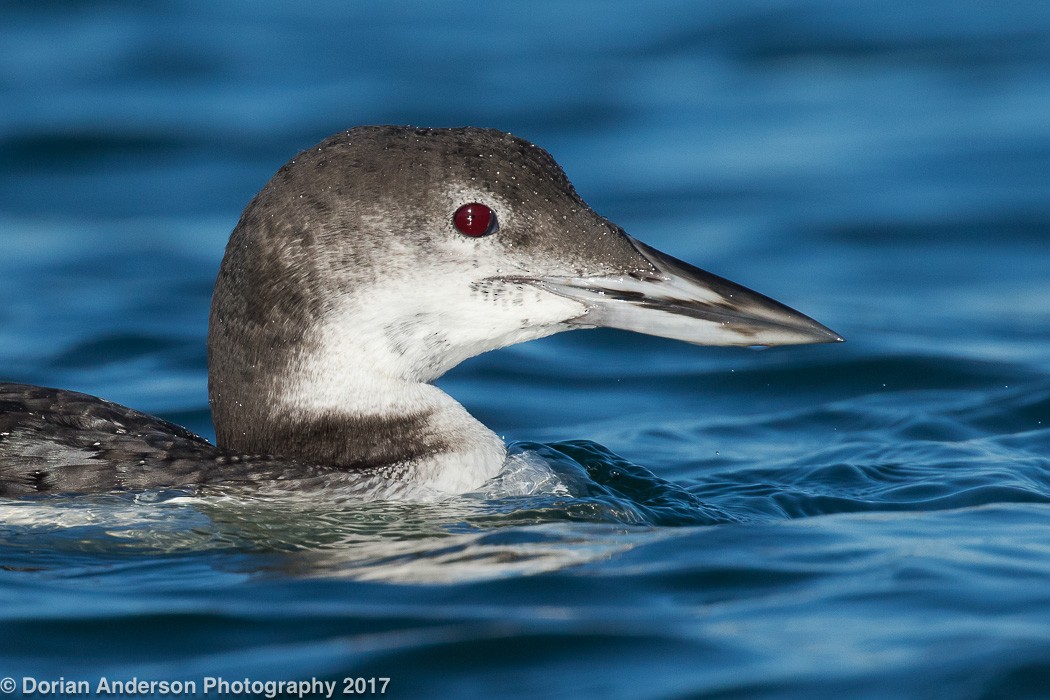 Common Loon - Dorian Anderson