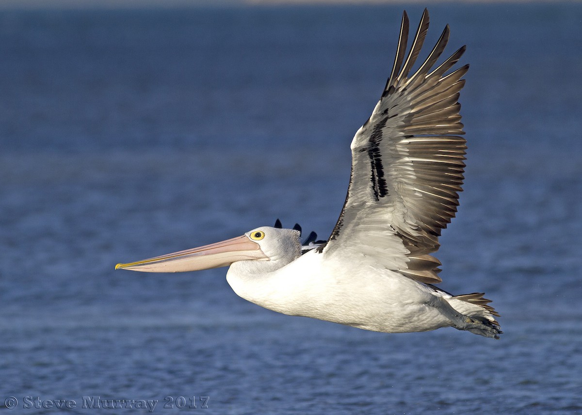 Australian Pelican - ML74527921