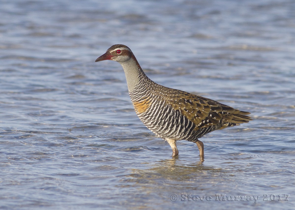 Buff-banded Rail - ML74527961