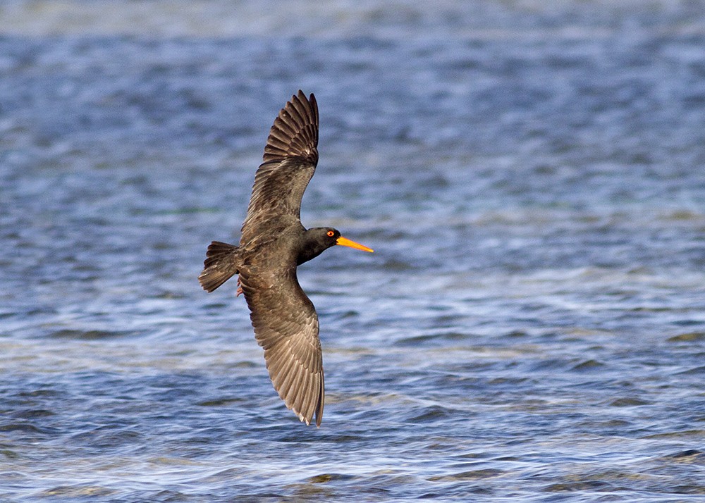 Sooty Oystercatcher - Stephen Murray