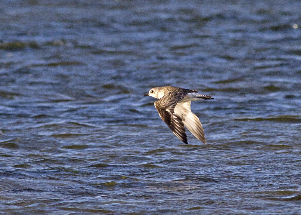 Black-bellied Plover - Stephen Murray