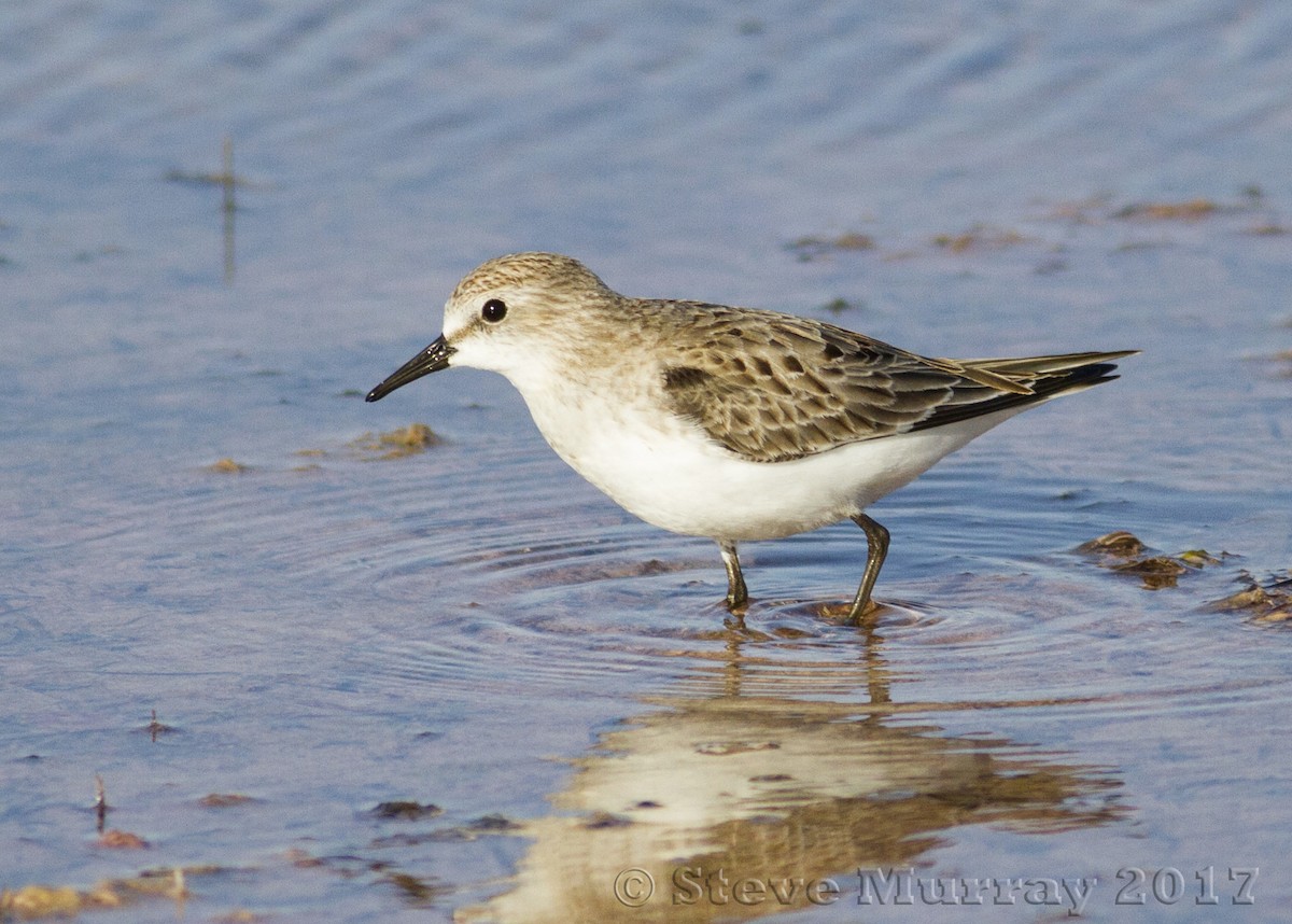 Red-necked Stint - ML74528311