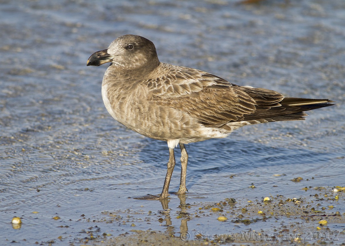 Pacific Gull - Stephen Murray