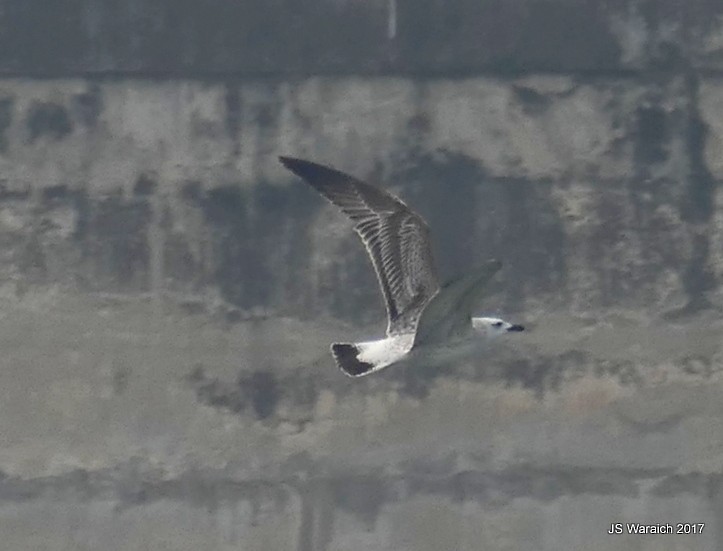 Хэуглины цахлай - ML74528731