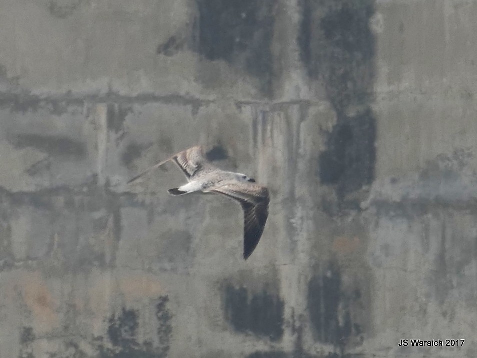 Хэуглины цахлай - ML74528741