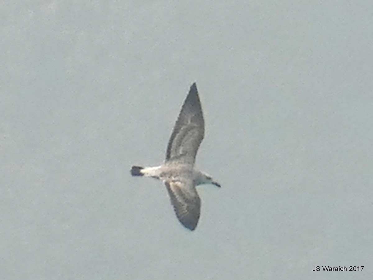 Хэуглины цахлай - ML74528751