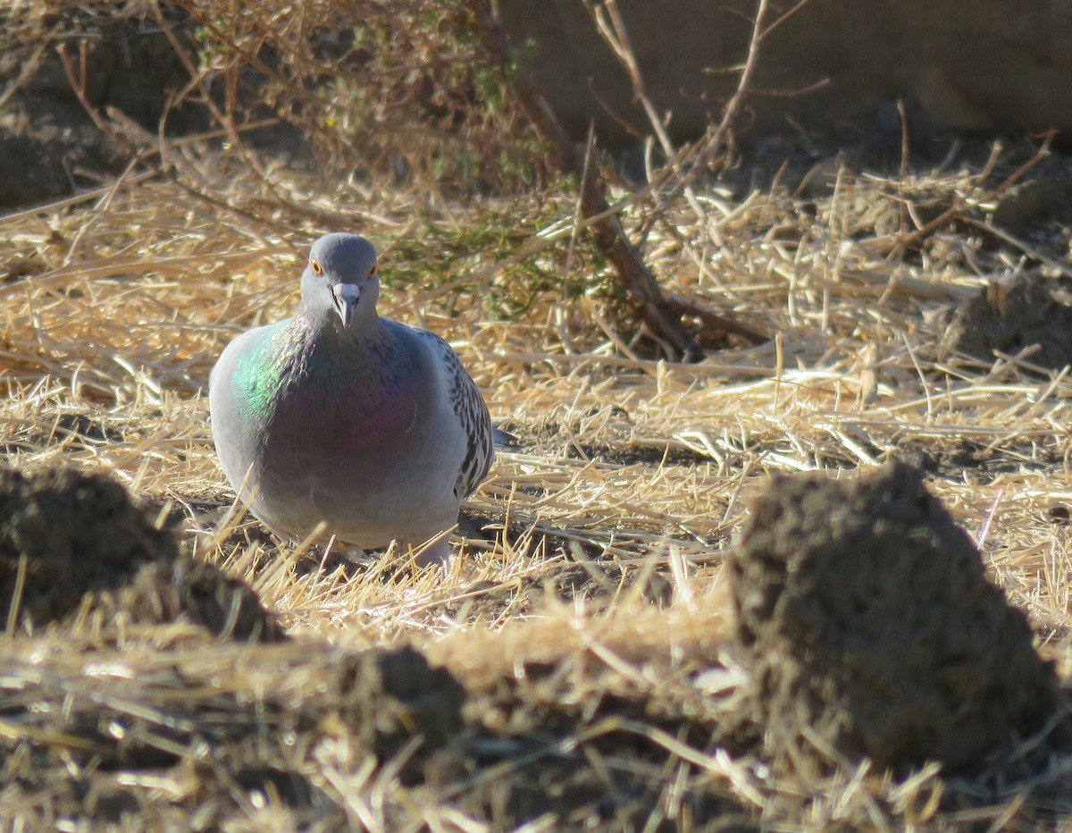 Rock Pigeon (Feral Pigeon) - ML74529131