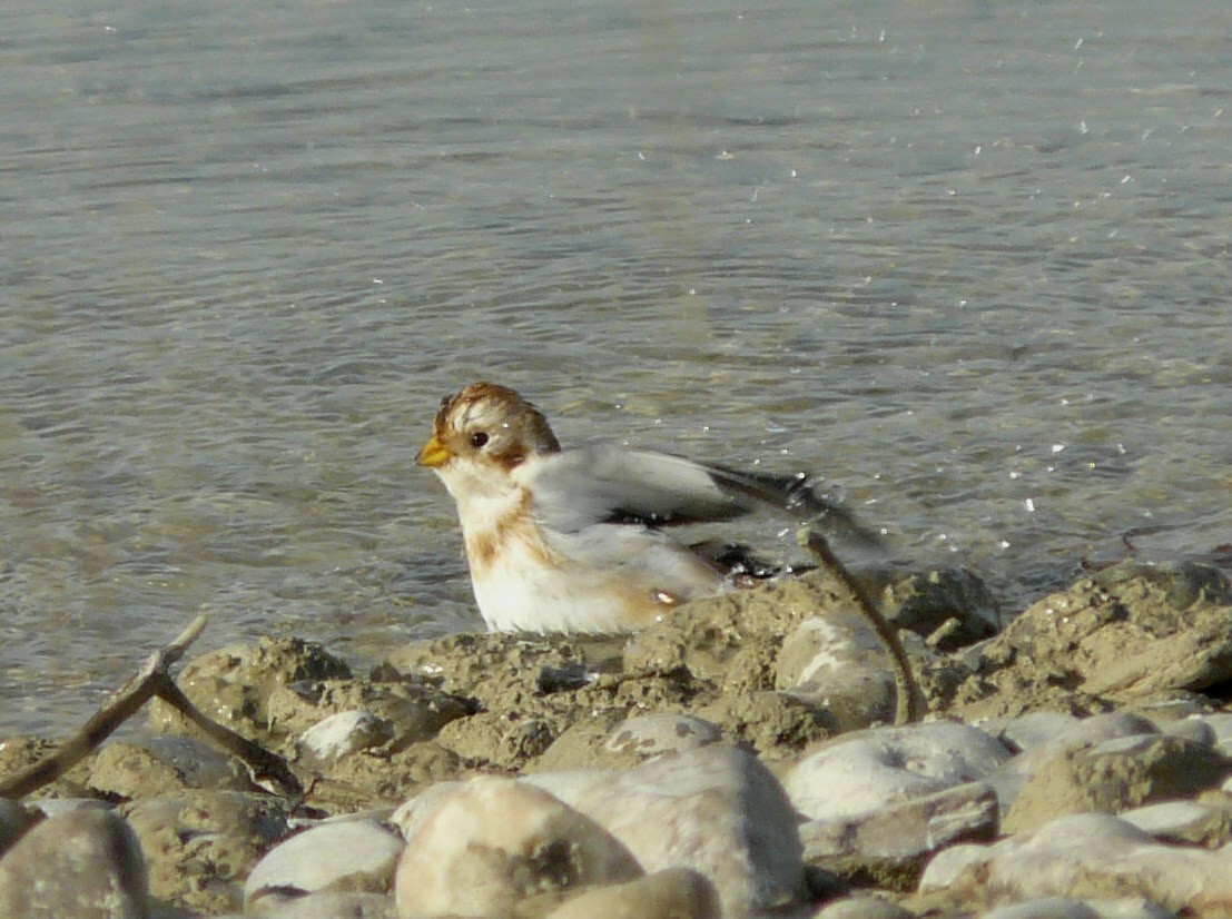 Snow Bunting - ML74533631