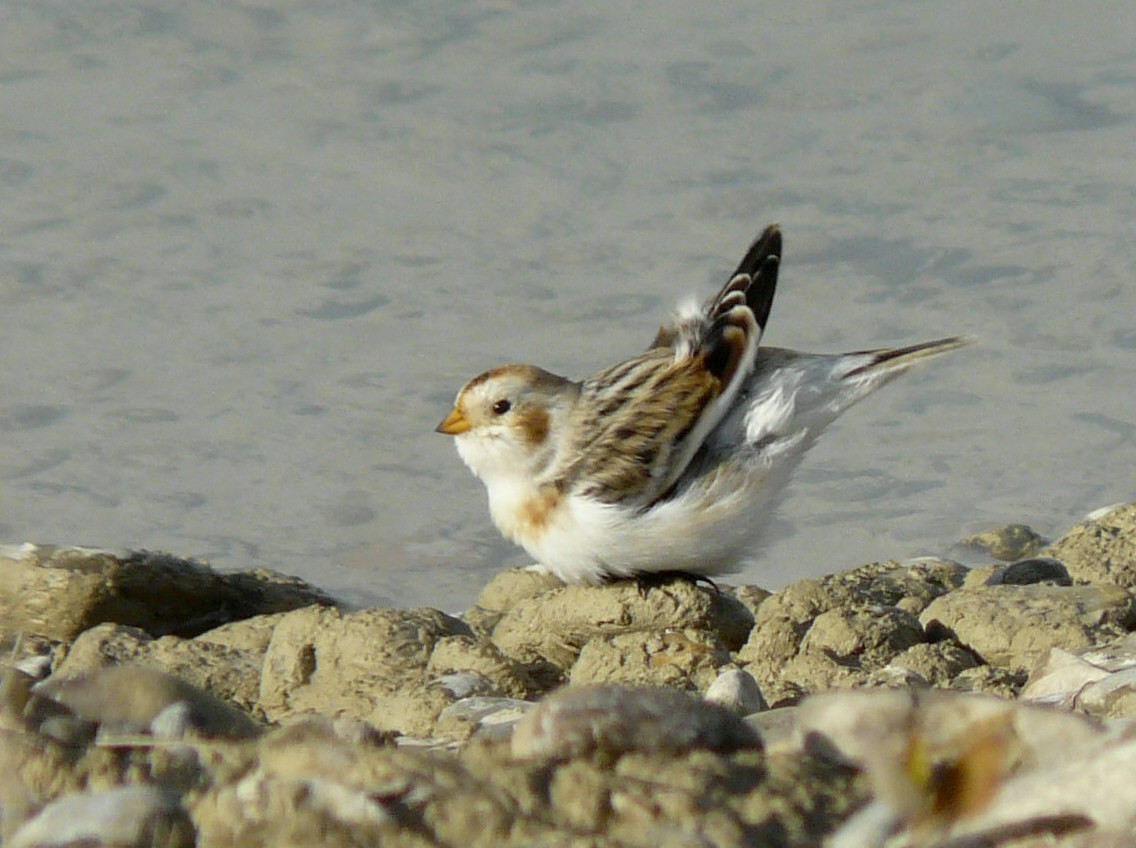 Snow Bunting - Douglas Leighton