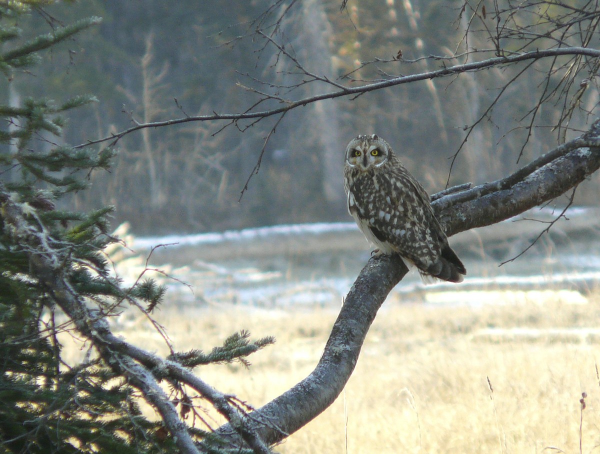 Short-eared Owl - Douglas Leighton