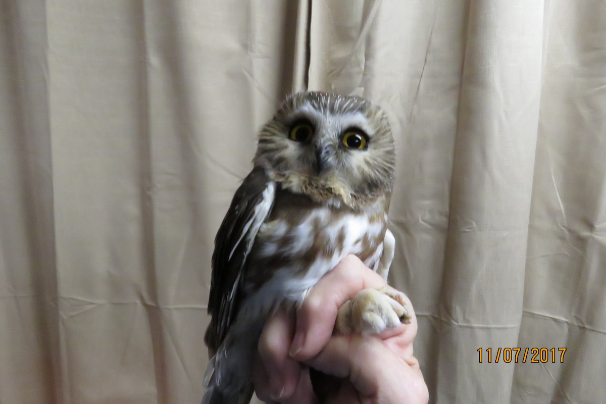 Northern Saw-whet Owl - ML74536651