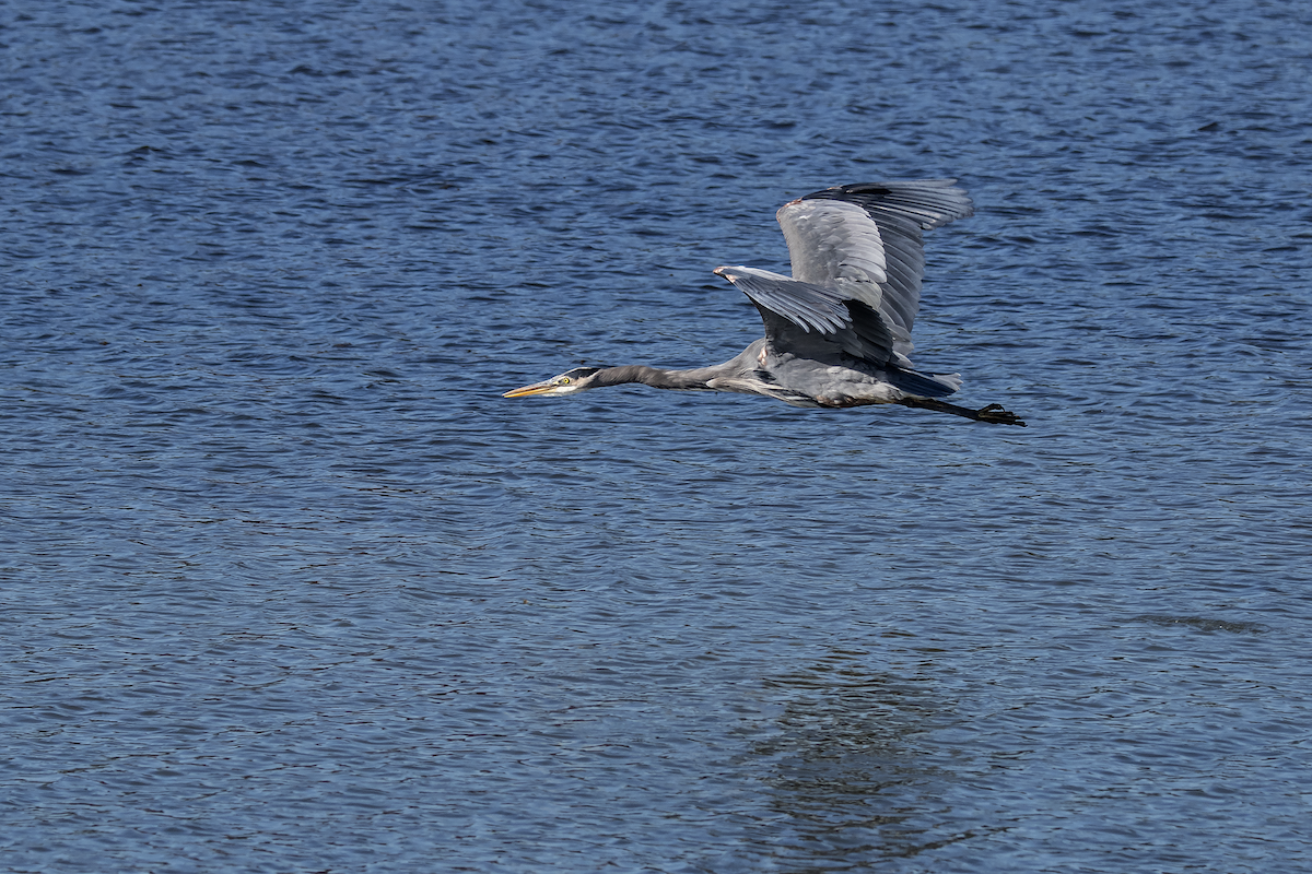 Great Blue Heron - ML74537251