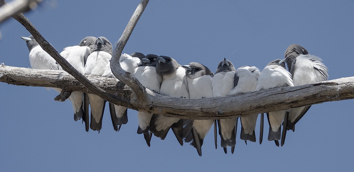 White-breasted Woodswallow - William Hall