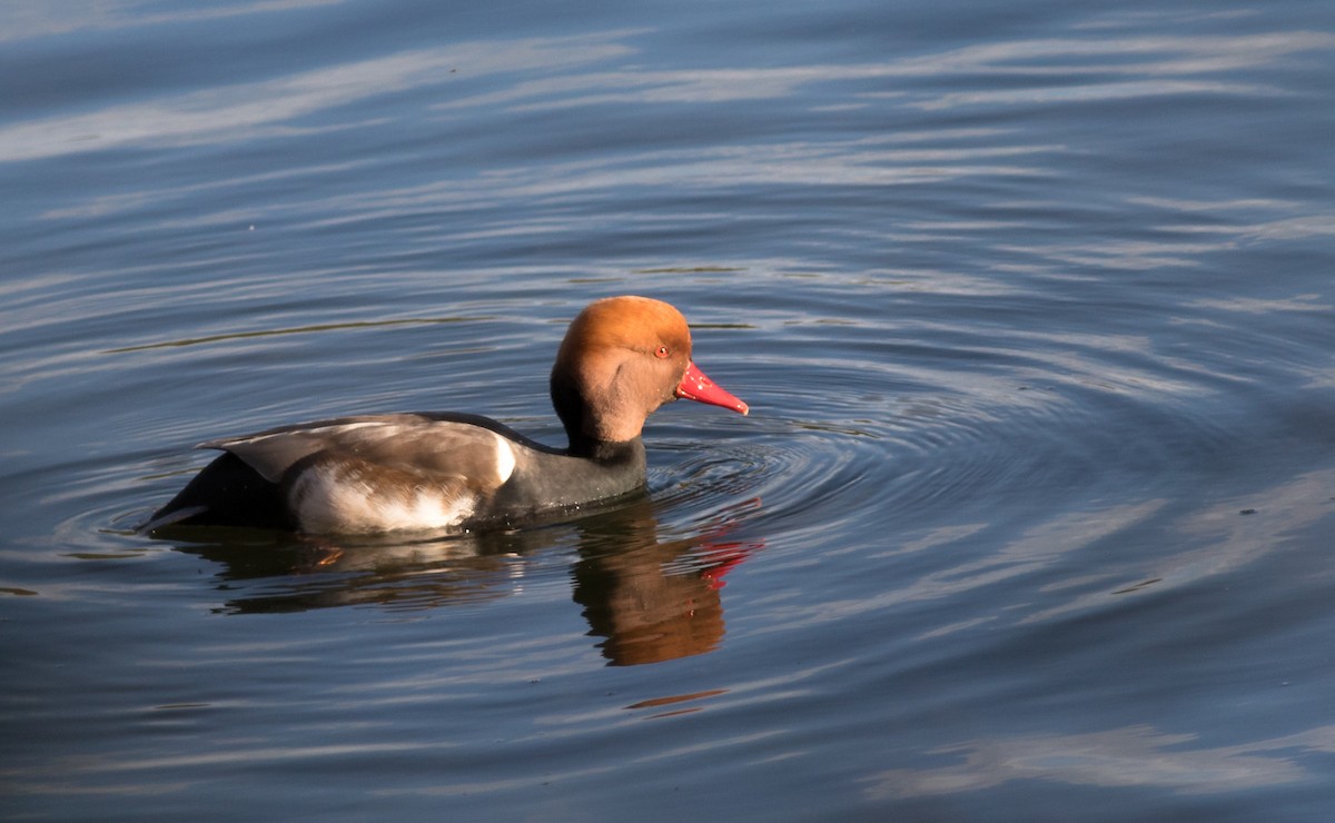 Nette rousse - ML74537851