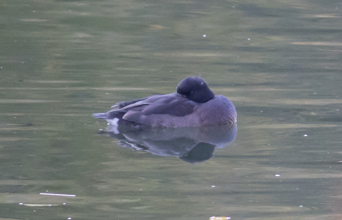 Ferruginous Duck - Oliver Burton