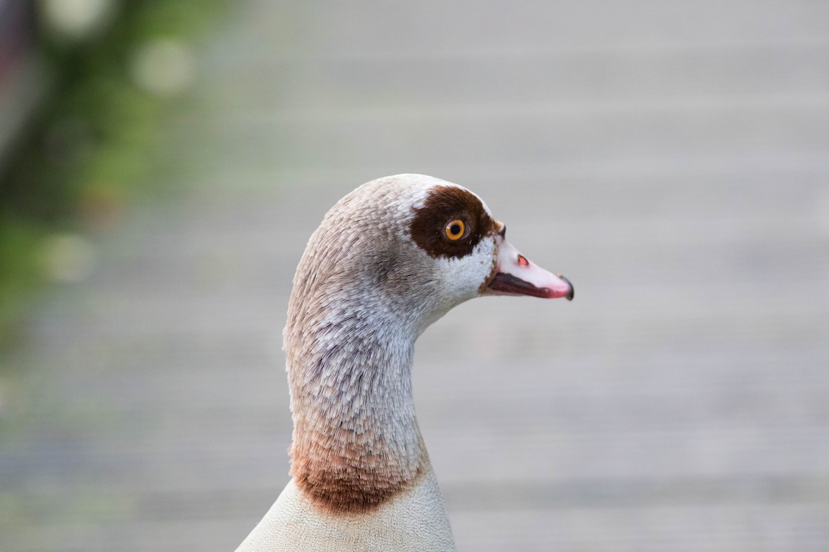 Egyptian Goose - ML74537921