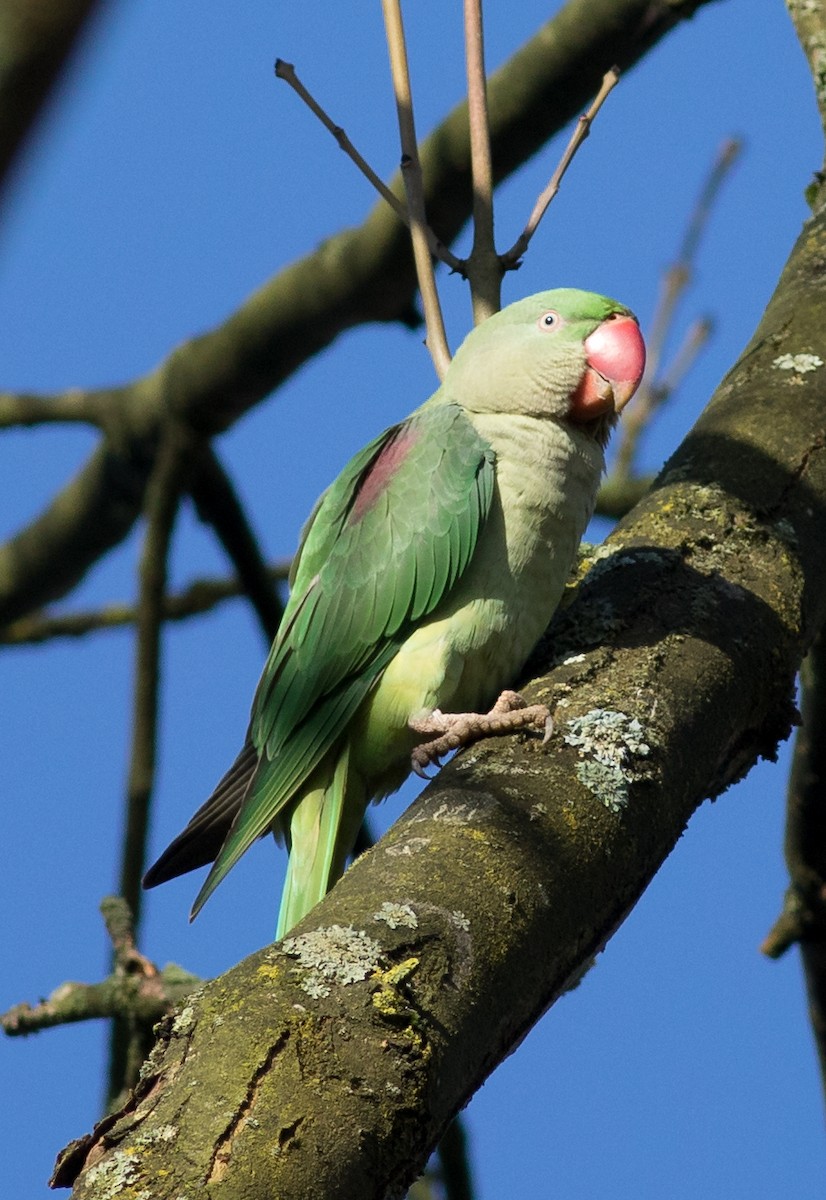 Alexandrine Parakeet - ML74537961