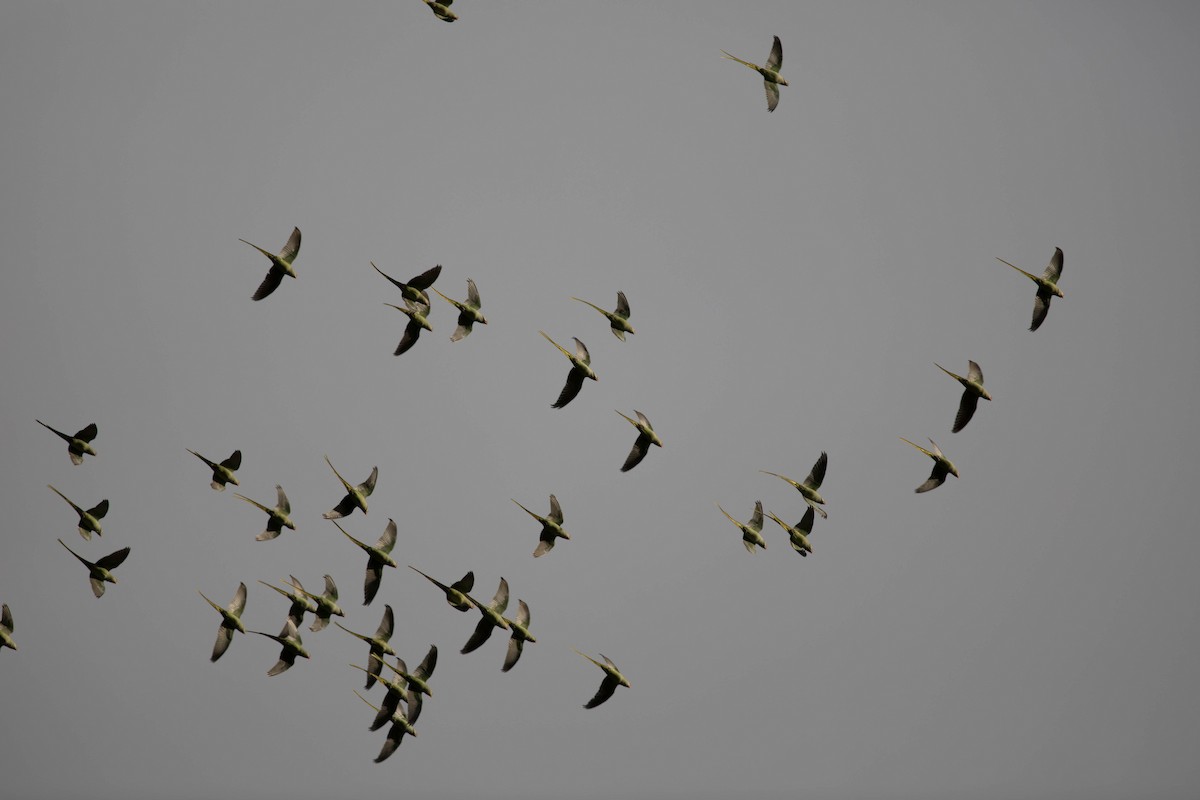 Alexandrine Parakeet - ML74537981