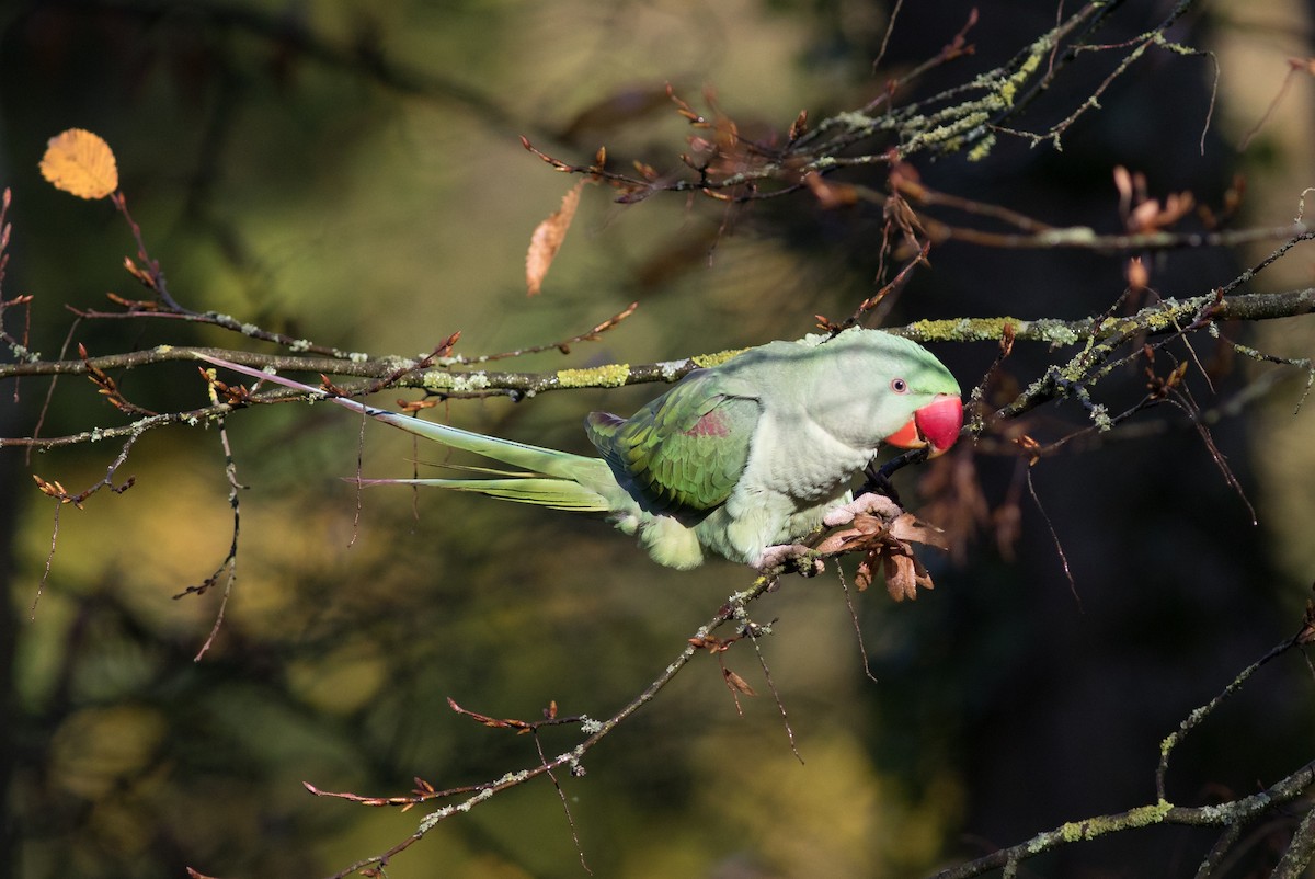 Alexandrine Parakeet - ML74537991