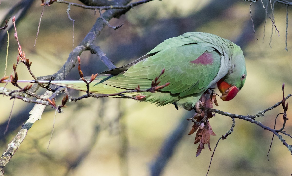 Alexandrine Parakeet - ML74538011