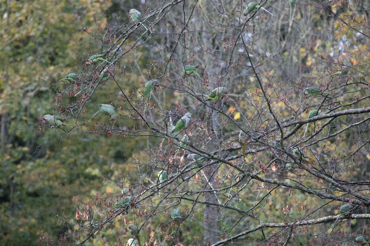 Alexandrine Parakeet - ML74538021