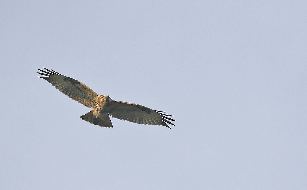 Himalayan/Eastern Buzzard - ML74539451