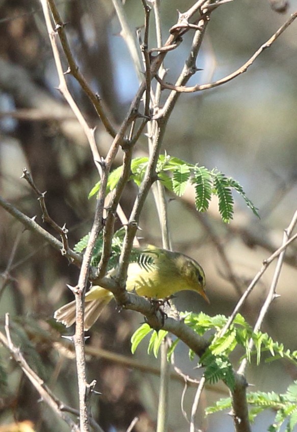Tickell's Leaf Warbler (Tickell's) - ML74540201